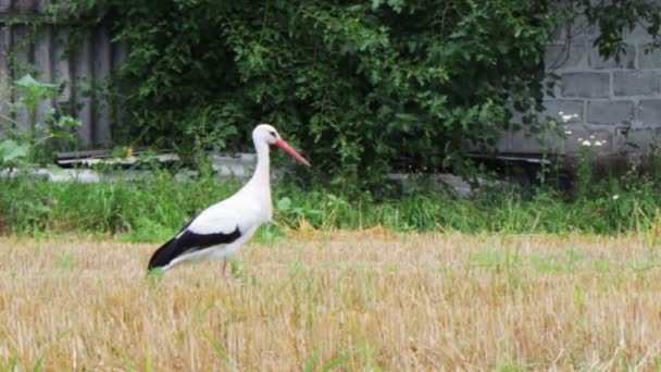 Ooievaar lopen op het veld. — Stockvideo