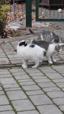 Sokak kedilerinin kaldırım taşlı bir verandada oynayıp kavga etmelerinin dikey videosu. Siyah, beyaz ve gri kürklü küçük kediler sonbahar parkı sahnesinde takla atar ve kovalar..