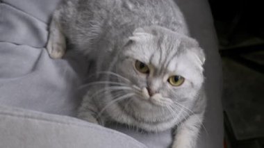 Gümüş renkli tekir ceketli İskoç katlı kedi gri bir kanepeye uzanıyor ve kafasını kaldırıyor. Yakın çekim, onun büyük, anlamlı sarı gözlerini ve katlanmış kulaklarını vurgular..