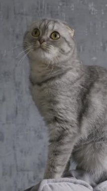 Büyük sarı gözlü gri İskoç kedisi oturur ve merakla etrafına bakar. Yakın çekim, yumuşak, çizgili kürkünü gri bir arkaplanda gösteriyor..