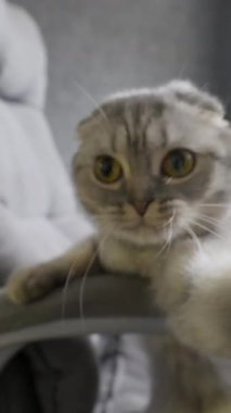 Gri tekir kürklü bir İskoç kedisi ofis sandalyesinde enerjik bir şekilde oynar. Şirin kedi yavrusu saklanır ve dışarı bakar, geniş meraklı gözleriyle kameraya bakar..