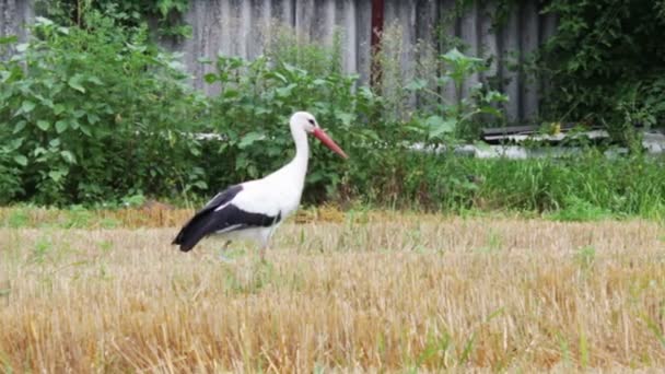 Cigogne marche sur le terrain . — Video