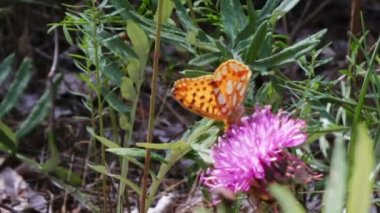 Turuncu kelebek mor bir çiçek üzerinde.