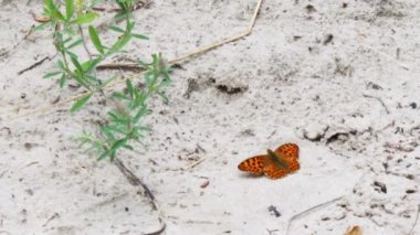 Yerde oturan güzel sarı kelebek.