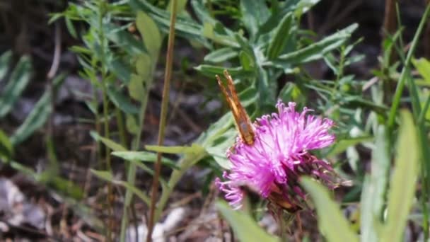 Turuncu kelebek mor bir çiçek üzerinde. — Stok video