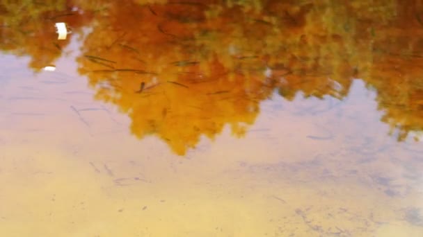 Beaucoup de petits poissons nageant sous l'eau dans la rivière . — Video