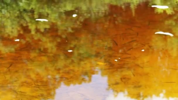 Veel kleine vissen zwemmen onder water in de rivier. — Stockvideo