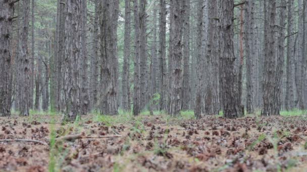 Szyszki w sosnowym lesie. — Wideo stockowe