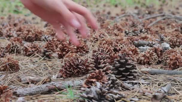 Mann hebt Zapfen im Kiefernwald auf. — Stockvideo