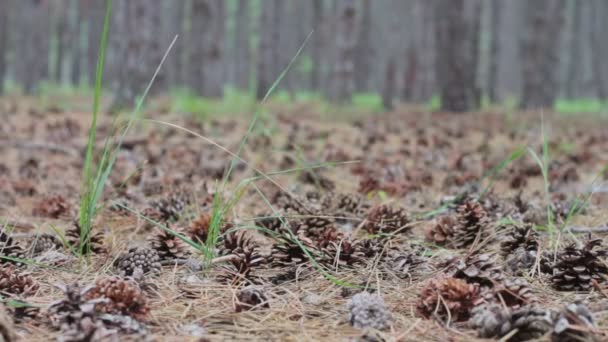 Cônes dans une pinède .