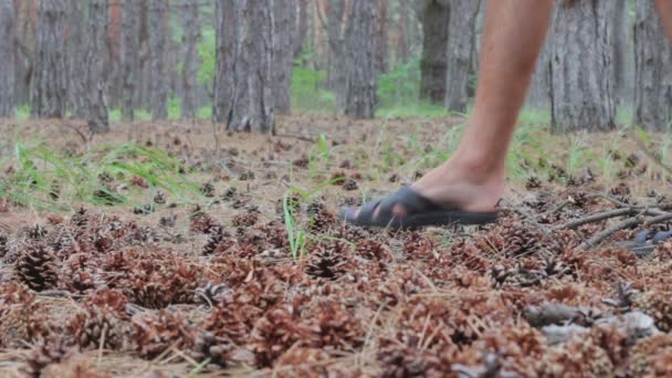 Homem pega um cones na floresta de pinheiros . — Vídeo de Stock