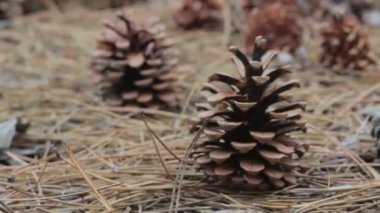 Bir çam ormanı içinde koniler.