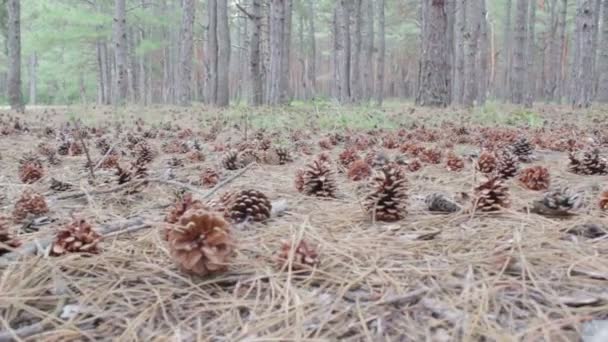 Cones em uma floresta de pinheiro . — Vídeo de Stock