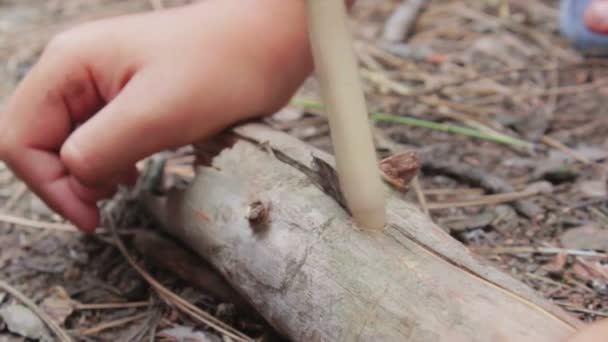 Man in the forest obtains fire by rubbing sticks. — Stock Video