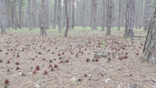 Zapfen in einem Kiefernwald. — Stockvideo