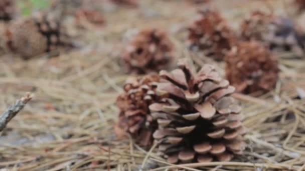 Cones em uma floresta de pinheiro . — Vídeo de Stock