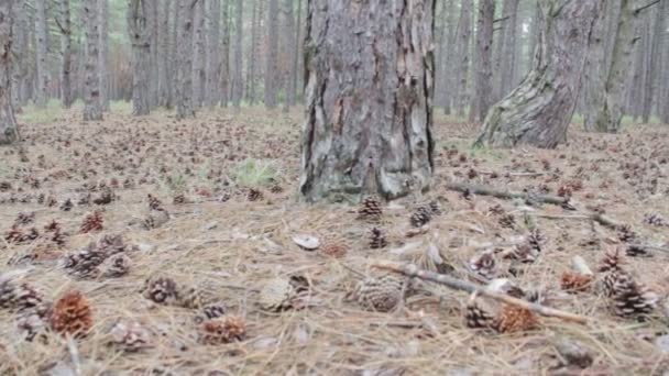 Cônes dans une pinède .