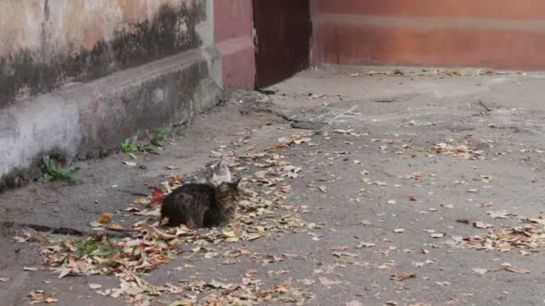 Katten houden van. Twee wilde dakloze kat op de straat likken elkaar. — Stockvideo