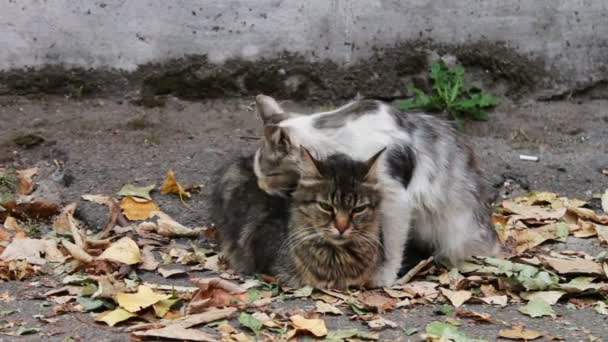 Οι γάτες αγαπούν. Δύο άγριοι άστεγοι γάτες στο δρόμο γλείφουν ο ένας τον άλλο. — Αρχείο Βίντεο