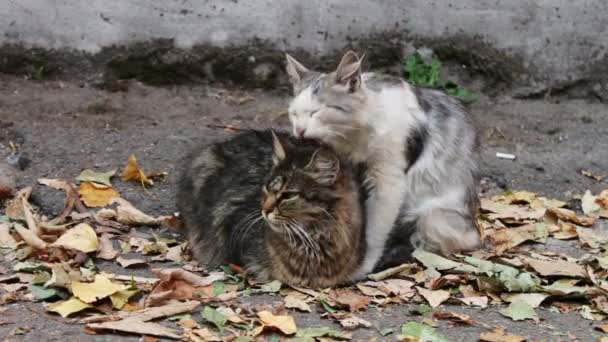 Os gatos adoram. Dois selvagens sem-teto gato na rua lamber uns aos outros . — Vídeo de Stock
