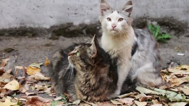 Katzen lieben. zwei wilde obdachlose Katzen auf der Straße lecken einander. — Stockvideo