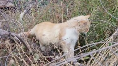 Çim bir sokakta kırmızı evsiz kedi.