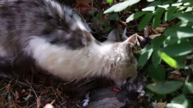 Kedi bir güvercin ot yiyor..