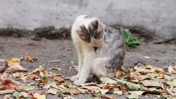 Бездомный кот на улице — стоковое видео