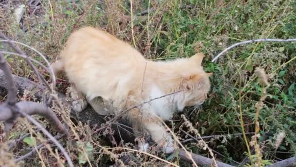 Gato rojo sin hogar en una calle en la hierba . — Vídeos de Stock