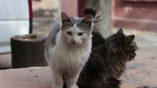 Dos gatos sin hogar sentados en la mesa . — Vídeos de Stock