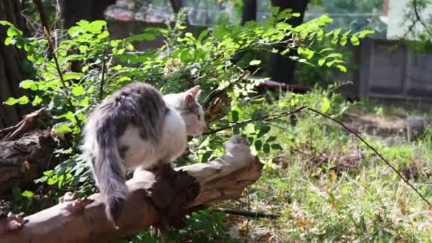 Çim bir sokakta kırmızı evsiz kedi. — Stok video