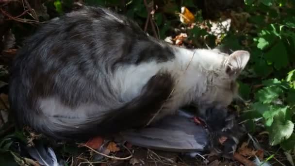 Macska eszik egy galamb a fű. — Stock videók