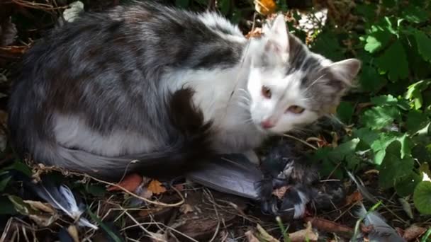 Кот ест голубя в траве . — стоковое видео