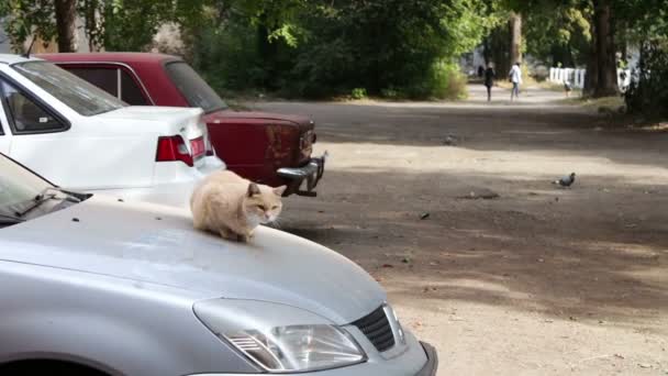 Красная кошка сидит на машине . — стоковое видео
