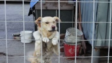 Bir çitin arkasında köpek havlıyor.