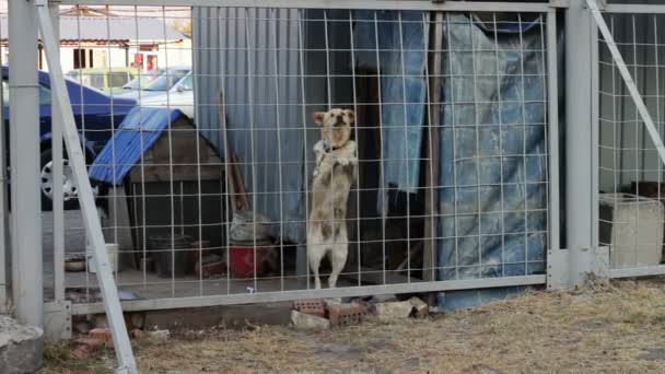Le chien aboie derrière une clôture .