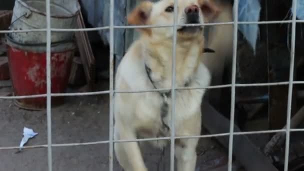 El perro ladra detrás de una valla. . — Vídeos de Stock