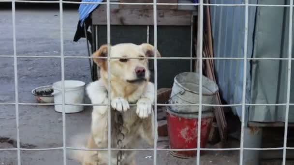 Le chien aboie derrière une clôture .