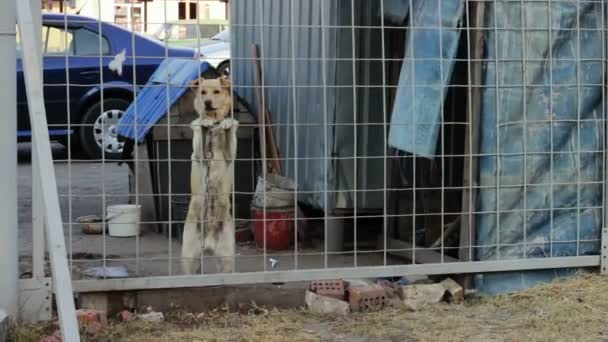 Hunden är inne bakom ett staket. — Stockvideo