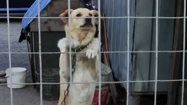 Le chien aboie derrière une clôture .