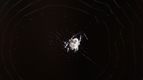 Örümcek ağda. — Stok video