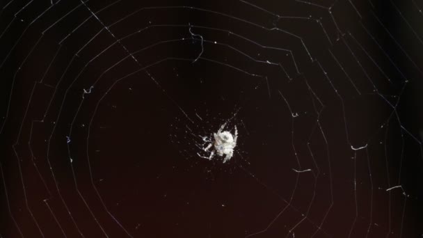 蜘蛛在网上. — 图库视频影像