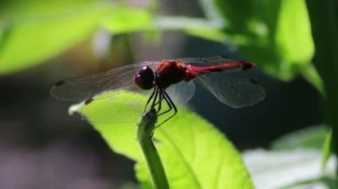 Yusufçuk bir şube tesisi.