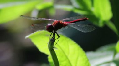 Yusufçuk bir şube tesisi.