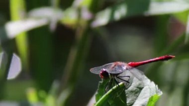 Yusufçuk bir şube tesisi.