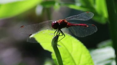 Yusufçuk bir şube tesisi.