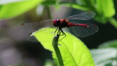 Yusufçuk bir şube tesisi.
