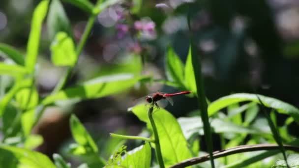 Libellule sur une plante de branche . — Video