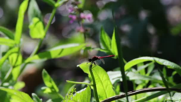 Dragonfly op een branch plant. — Stockvideo