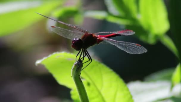 libellule sur une plante de branche .